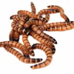 Zophobas