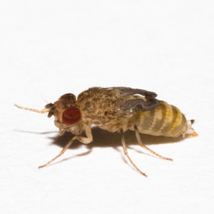 Wingless_Drosophila_hydei